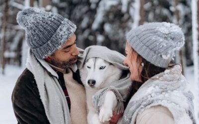 Cold Weather Pet Safety